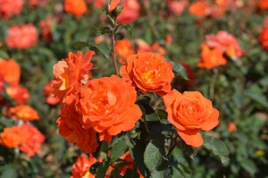 SUPER TROUPER (floribunda)